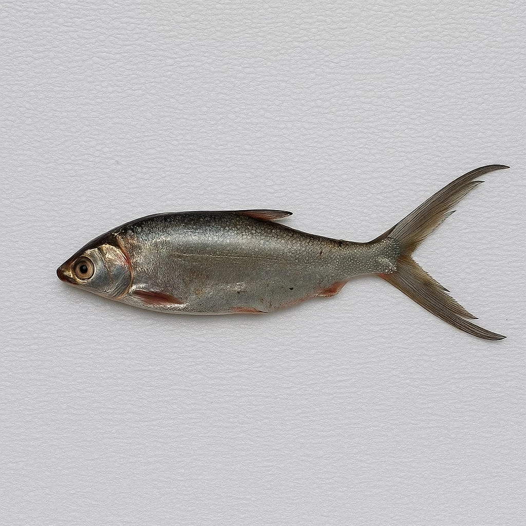 Konaseema River fish