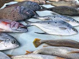 Sea Fish