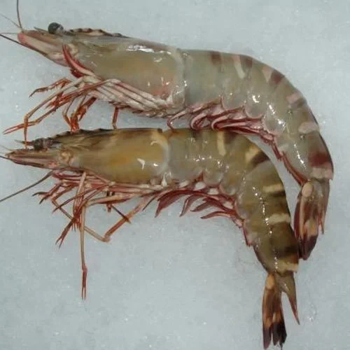 Sea Prawns