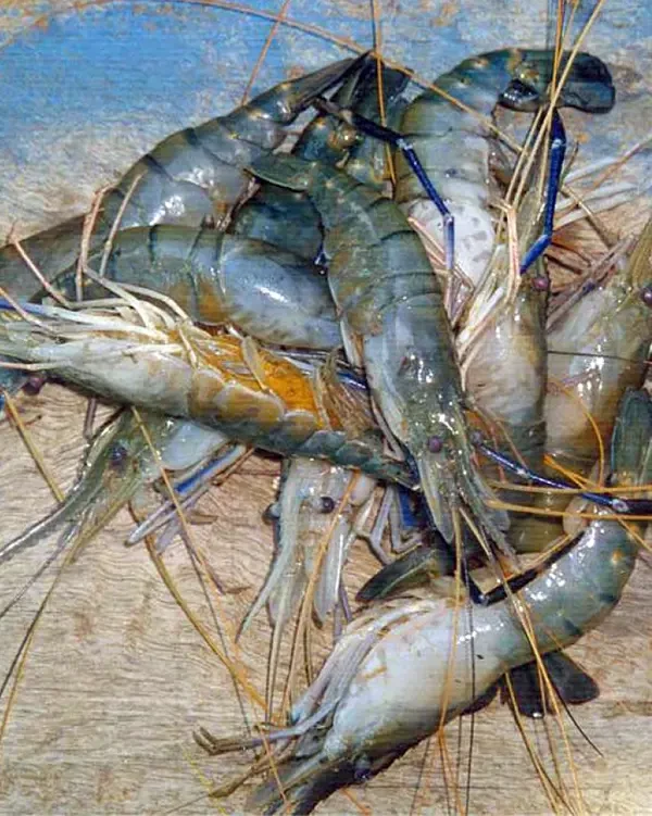Konaseema Fresh Water Prawns